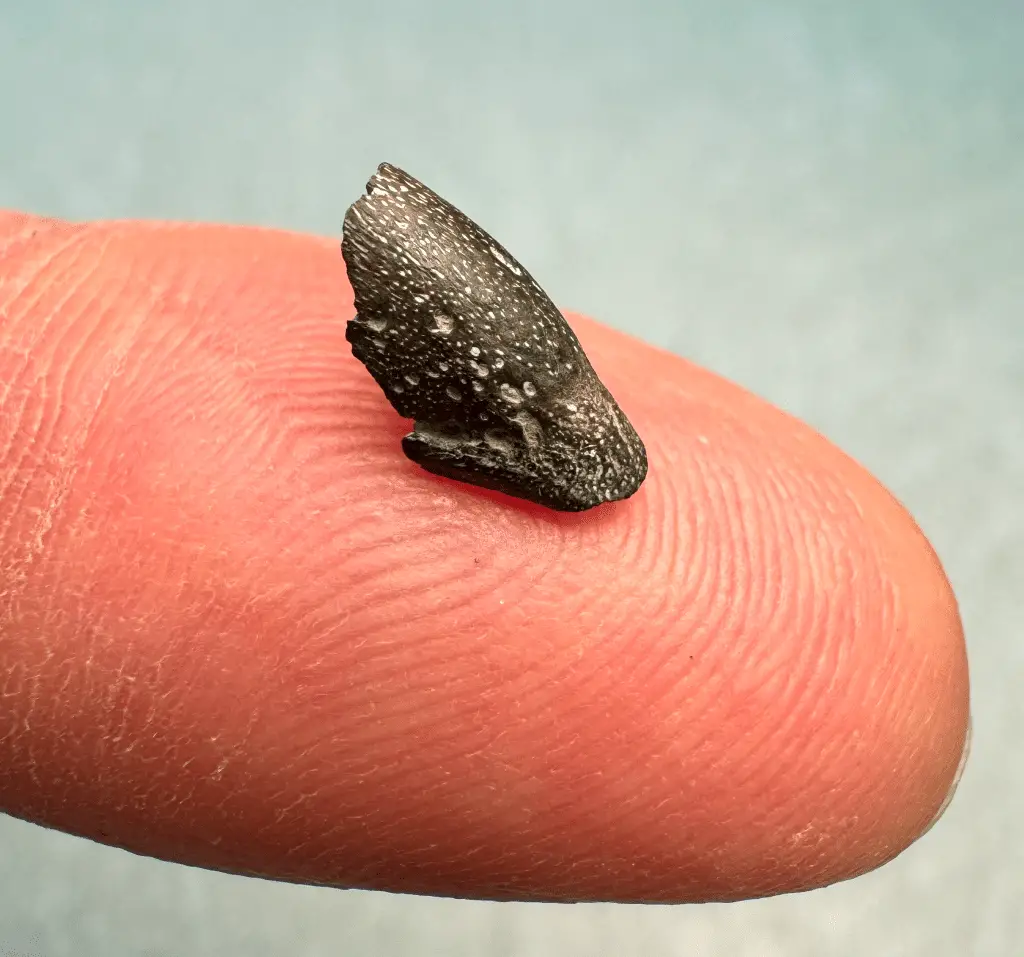 73 milioni di anni fa gli uccelli nidificavano già nell’artico: ecco perché è una scoperta epocale %73 milioni di anni fa gli uccelli nidificavano già nell’artico: ecco perché è una scoperta epocalecount(title)% 73 milioni di anni fa gli uccelli nidificavano già nell’artico: ecco perché è una scoperta epocale