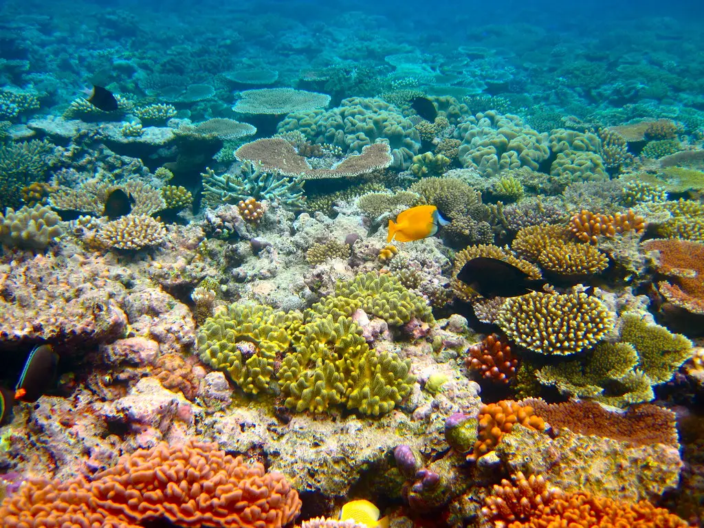 La fine della grande barriera corallina? Un’indagine tra geologia e cambiamento climatico %la fine della grande barriera corallina? Un’indagine tra geologia e cambiamento climaticocount(title)% La fine della grande barriera corallina? Un’indagine tra geologia e cambiamento climatico