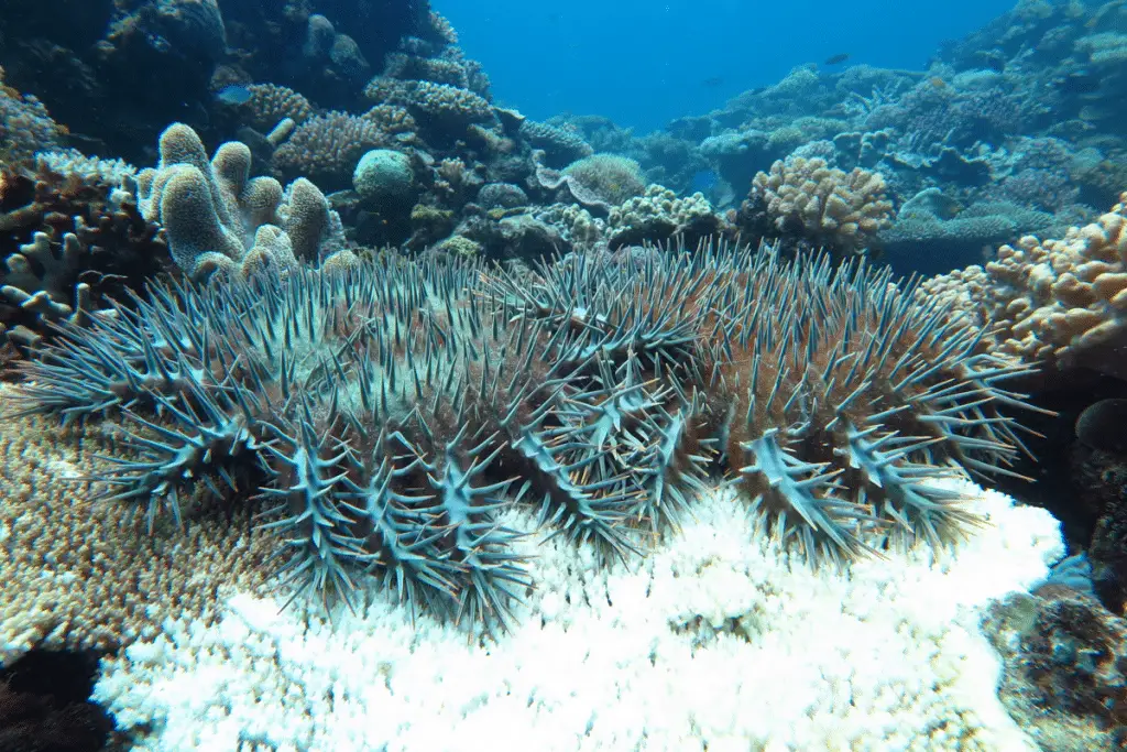 La fine della grande barriera corallina? Un’indagine tra geologia e cambiamento climatico %la fine della grande barriera corallina? Un’indagine tra geologia e cambiamento climaticocount(title)% La fine della grande barriera corallina? Un’indagine tra geologia e cambiamento climatico