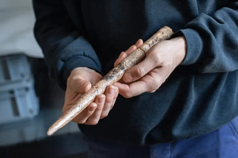 20. 000 anni fa, l’uomo usava già le balene per costruire utensili: scoperta storica in spagna