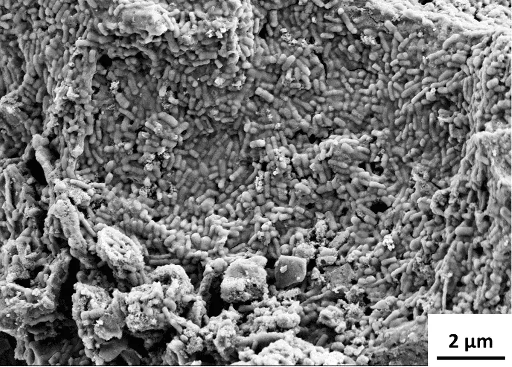 Missione batteria autodistruttiva: arriva la biobatteria ai probiotici che si dissolve da sola %missione batteria autodistruttiva: arriva la biobatteria ai probiotici che si dissolve da solacount(title)% Missione batteria autodistruttiva: arriva la biobatteria ai probiotici che si dissolve da sola