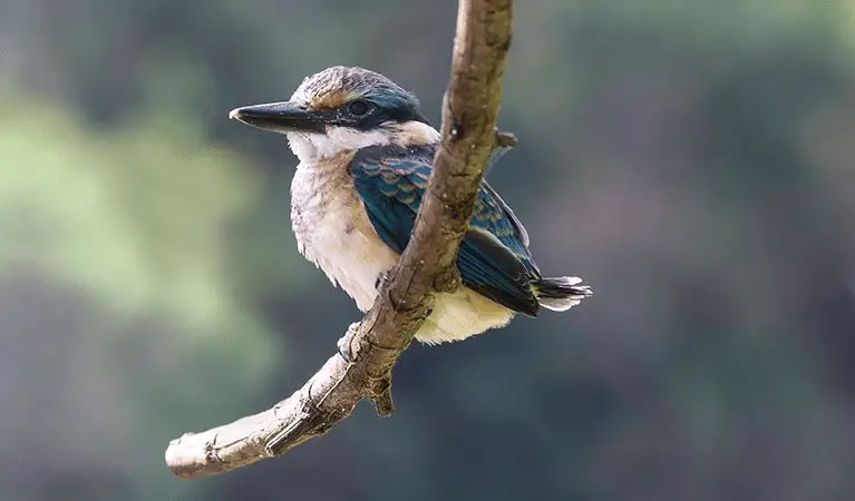 Una regola semplice spiega come si distribuisce la vita sulla terra %una regola semplice spiega come si distribuisce la vita sulla terracount(title)% Una regola semplice spiega come si distribuisce la vita sulla terra