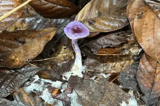Funghi