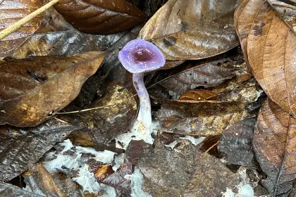 Funghi