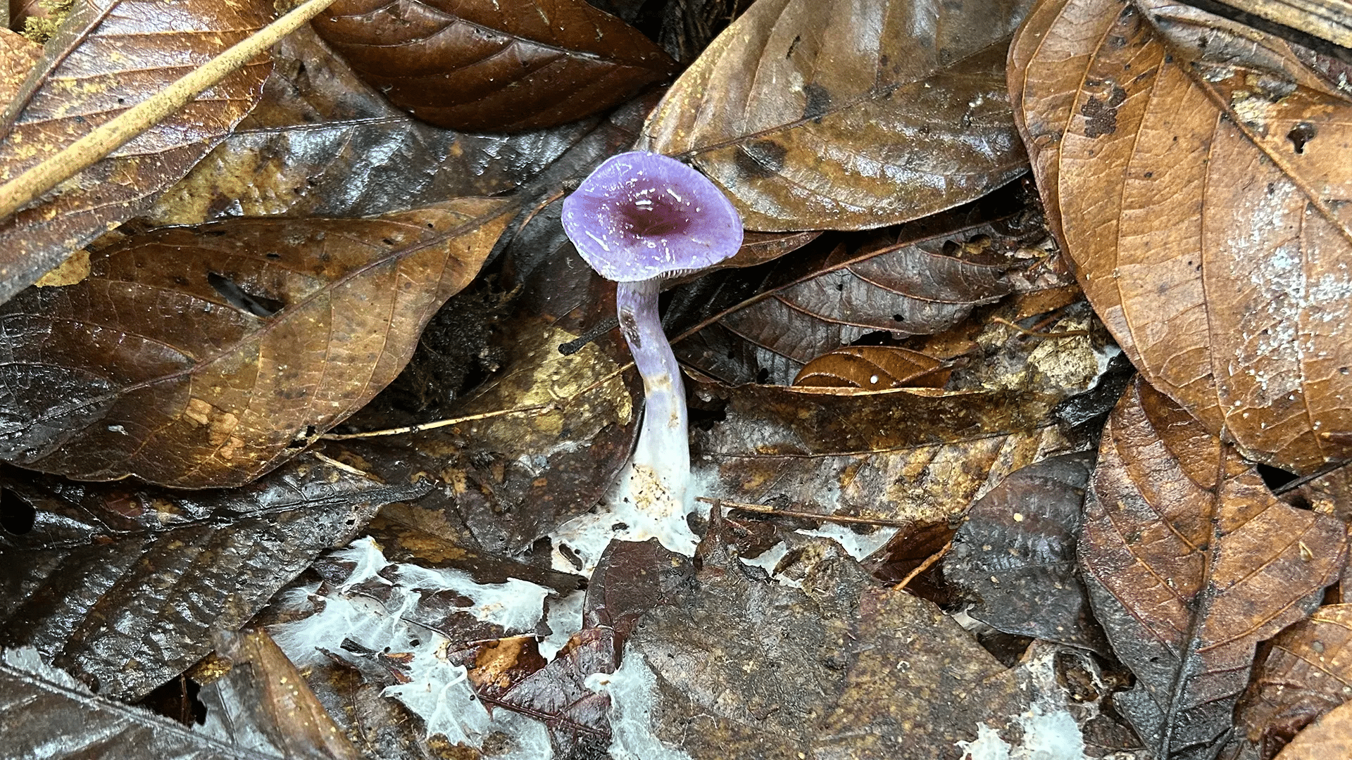 Funghi