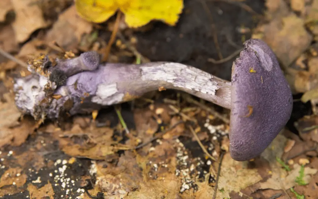La biodiversità nascosta sotto i nostri piedi: l’84% dei funghi micorrizici è ancora senza nome %la biodiversità nascosta sotto i nostri piedi: l’84% dei funghi micorrizici è ancora senza nomecount(title)% La biodiversità nascosta sotto i nostri piedi: l’84% dei funghi micorrizici è ancora senza nome