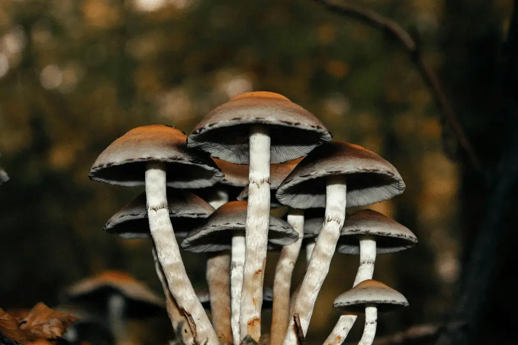 La biodiversità nascosta sotto i nostri piedi: l’84% dei funghi micorrizici è ancora senza nome %la biodiversità nascosta sotto i nostri piedi: l’84% dei funghi micorrizici è ancora senza nomecount(title)% La biodiversità nascosta sotto i nostri piedi: l’84% dei funghi micorrizici è ancora senza nome