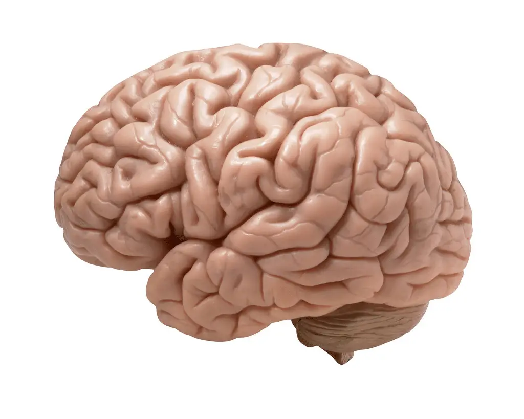 Il cervello umano risolve i problemi come un programmatore: ecco lo studio del mit %il cervello umano risolve i problemi come un programmatore: ecco lo studio del mitcount(title)% Il cervello umano risolve i problemi come un programmatore: ecco lo studio del mit