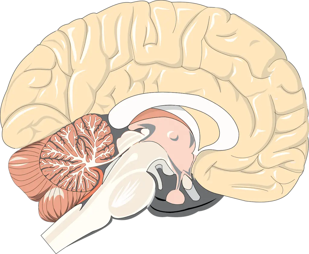Il cervello umano risolve i problemi come un programmatore: ecco lo studio del mit %il cervello umano risolve i problemi come un programmatore: ecco lo studio del mitcount(title)% Il cervello umano risolve i problemi come un programmatore: ecco lo studio del mit