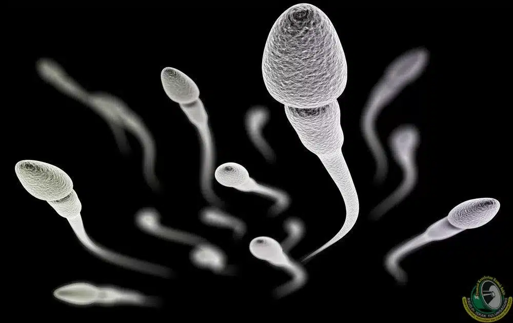 Allergia allo sperma: colpisce il 12% delle donne e può ostacolare il concepimento %allergia allo sperma: colpisce il 12% delle donne e può ostacolare il concepimentocount(title)% Allergia allo sperma: colpisce il 12% delle donne e può ostacolare il concepimento