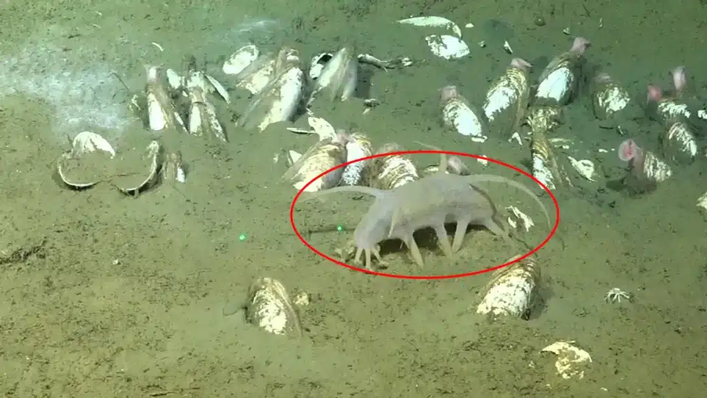 I ragni di mare che vivono di metano: nuova specie scoperta nelle profondità oceaniche %i ragni di mare che vivono di metano: nuova specie scoperta nelle profondità oceanichecount(title)% Ragni di mare