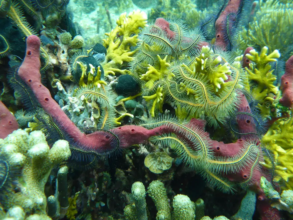 L'occhio (e l'orecchio) umano riconosce la biodiversità: lo dice la scienza %l'occhio (e l'orecchio) umano riconosce la biodiversità: lo dice la scienzacount(title)% L'occhio (e l'orecchio) umano riconosce la biodiversità: lo dice la scienza