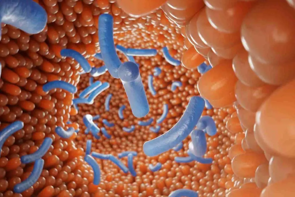 Disbiosi intestinale: guida ai sintomi più subdoli, alle strategie per la remissione, alle terapie più efficaci %disbiosi intestinale: guida ai sintomi più subdoli, alle strategie per la remissione, alle terapie più efficacicount(title)% Disbiosi intestinale: guida ai sintomi più subdoli, alle strategie per la remissione, alle terapie più efficaci