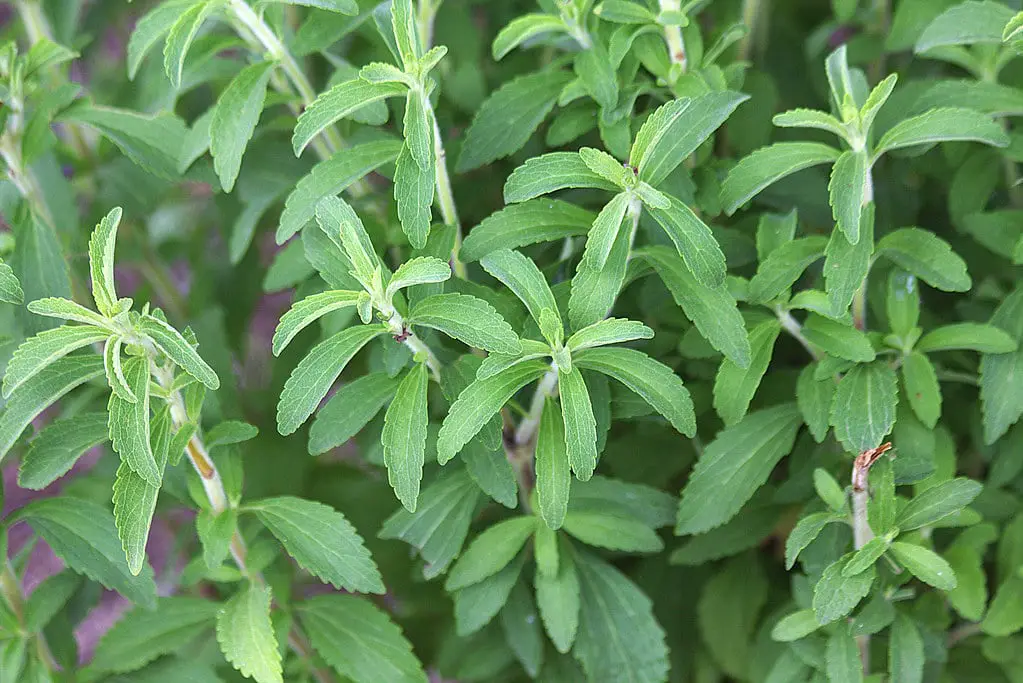 La stevia potrebbe combattere il cancro al pancreas: uno studio giapponese svela un effetto sorprendente %la stevia potrebbe combattere il cancro al pancreas: uno studio giapponese svela un effetto sorprendentecount(title)% La stevia potrebbe combattere il cancro al pancreas: uno studio giapponese svela un effetto sorprendente