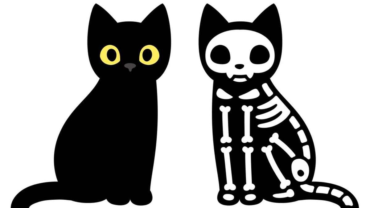 Gatto di schrödinger: e se l'universo avesse già risolto il paradosso per noi?