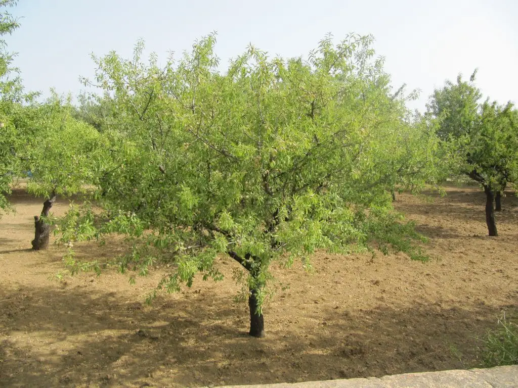 Alberi di fico che diventano pietra? Nuove scoperte sul sequestro di co₂ naturale %alberi di fico che diventano pietra? Nuove scoperte sul sequestro di co₂ naturalecount(title)% Alberi di fico che diventano pietra? Nuove scoperte sul sequestro di co₂ naturale