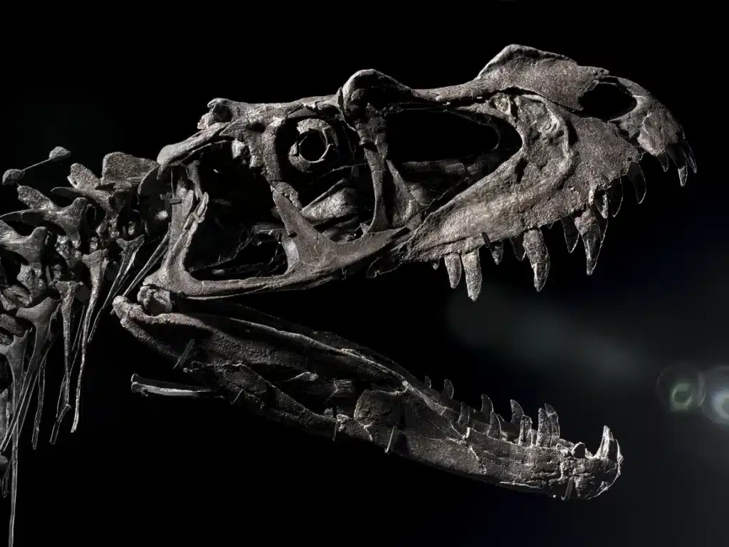Un giovane ceratosaurus venduto per 30,5 milioni: e se fosse l’ultima volta che lo vediamo? %un giovane ceratosaurus venduto per 30,5 milioni: e se fosse l’ultima volta che lo vediamo? Count(title)% Ceratosaurus
