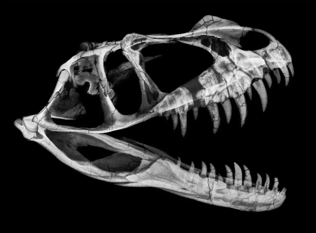 Un giovane ceratosaurus venduto per 30,5 milioni: e se fosse l’ultima volta che lo vediamo? %un giovane ceratosaurus venduto per 30,5 milioni: e se fosse l’ultima volta che lo vediamo? Count(title)% Giurassico