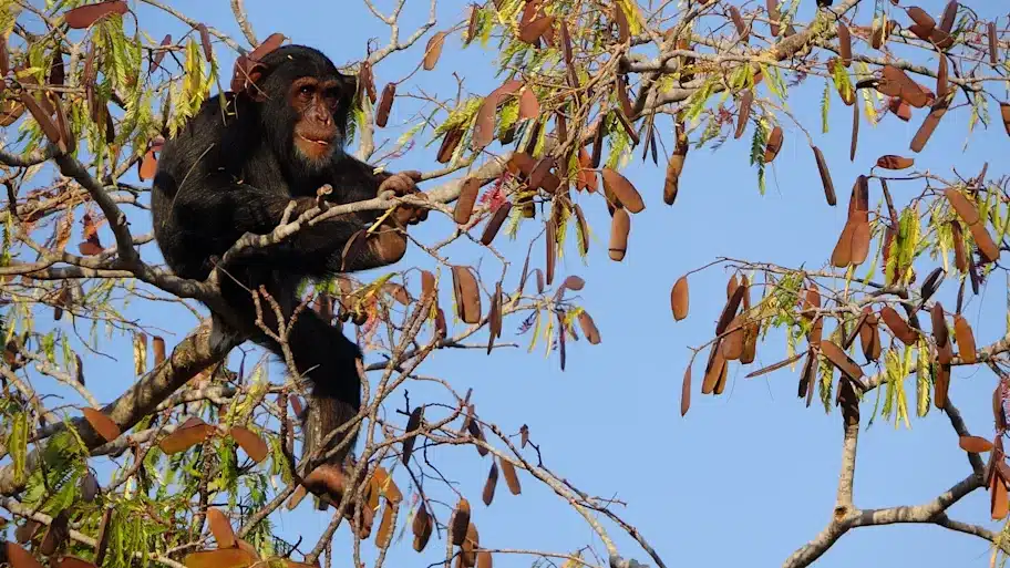 Gli scimpanzé spiegano perché i nostri antenati non hanno mai smesso di arrampicarsi %gli scimpanzé spiegano perché i nostri antenati non hanno mai smesso di arrampicarsicount(title)% Gli scimpanzé spiegano perché i nostri antenati non hanno mai smesso di arrampicarsi