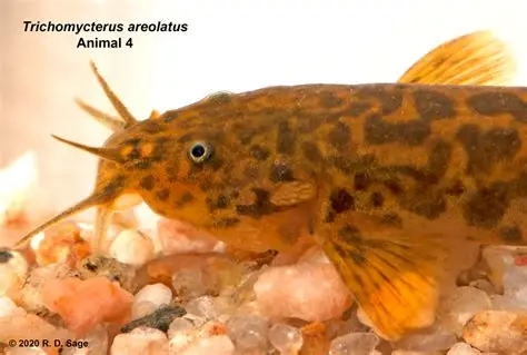 Il pesce che seppellisce le prede vive: strategia shock del astroblepo mimetico %il pesce che seppellisce le prede vive: strategia shock del astroblepo mimeticocount(title)% Trichomycteridae e aspredinidae