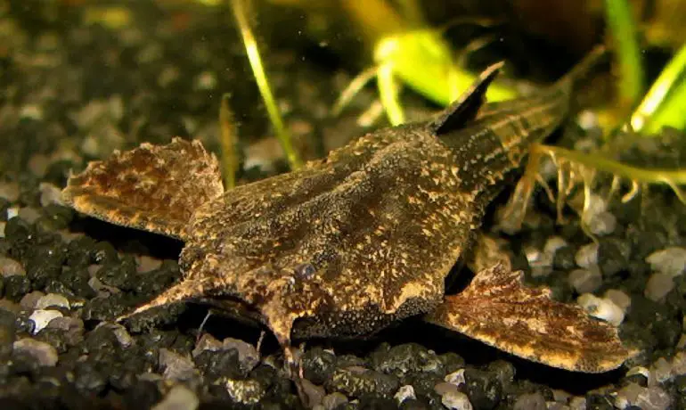 Il pesce che seppellisce le prede vive: strategia shock del astroblepo mimetico %il pesce che seppellisce le prede vive: strategia shock del astroblepo mimeticocount(title)% Trichomycteridae e aspredinidae