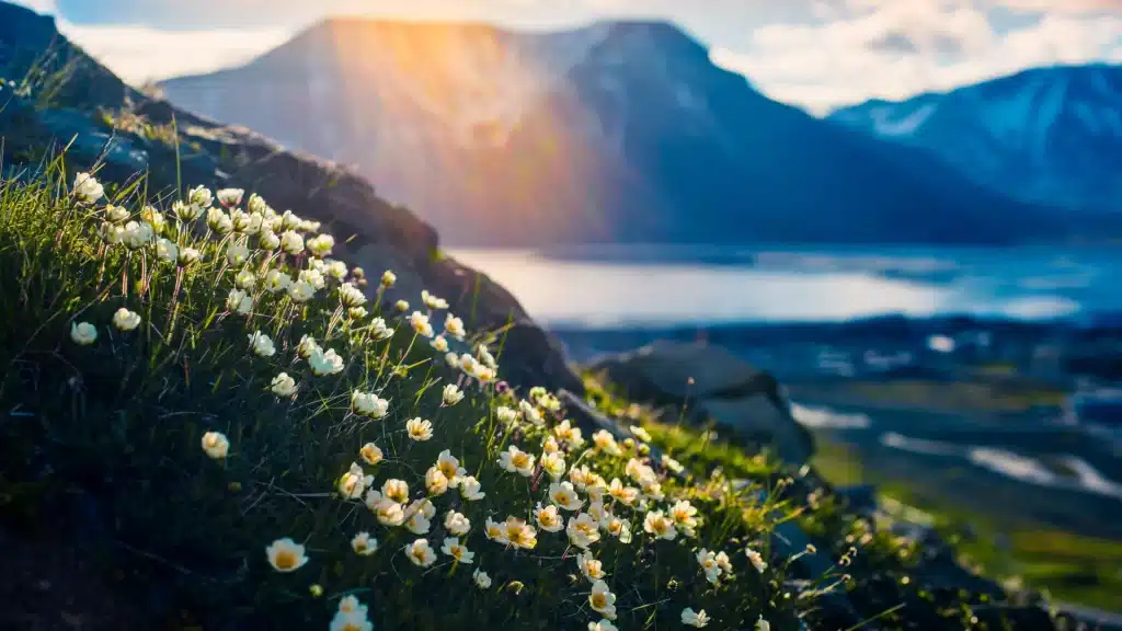 Il grande scioglimento artico: a svalbard l’inverno sembra primavera %il grande scioglimento artico: a svalbard l’inverno sembra primaveracount(title)% Il grande scioglimento artico: a svalbard l’inverno sembra primavera