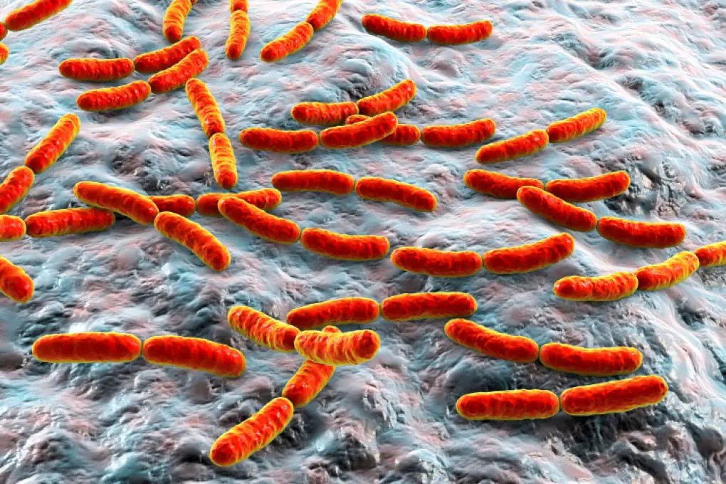 Disbiosi intestinale: guida ai sintomi più subdoli, alle strategie per la remissione, alle terapie più efficaci %disbiosi intestinale: guida ai sintomi più subdoli, alle strategie per la remissione, alle terapie più efficacicount(title)% Disbiosi intestinale: guida ai sintomi più subdoli, alle strategie per la remissione, alle terapie più efficaci