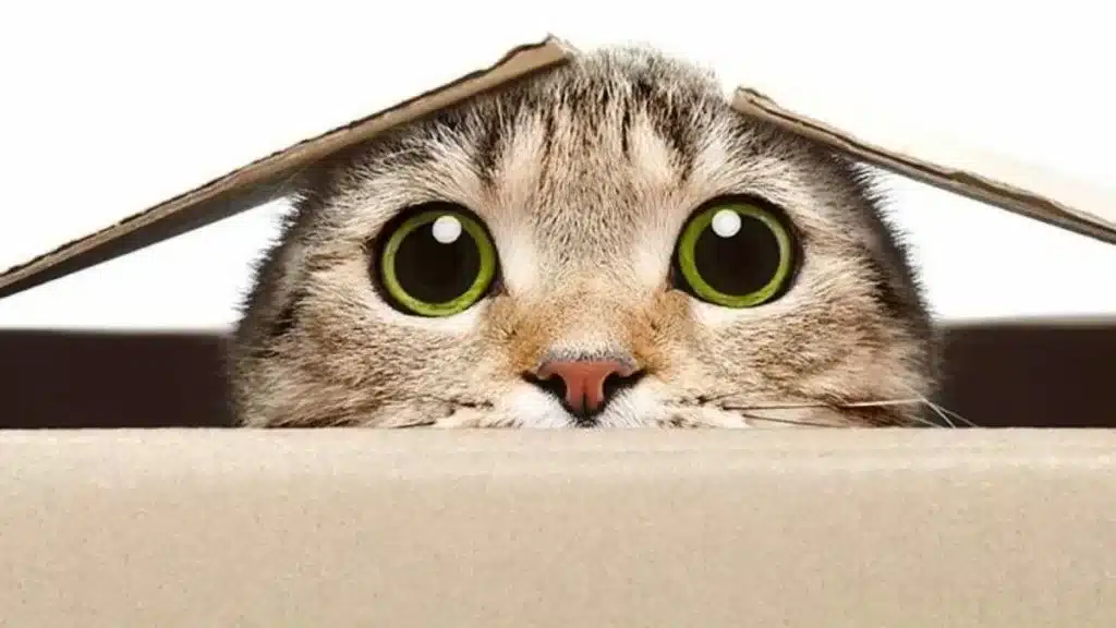 Gatto di schrödinger: e se l'universo avesse già risolto il paradosso per noi? %gatto di schrödinger: e se l'universo avesse già risolto il paradosso per noi? Count(title)% Gatto di schrödinger: e se l'universo avesse già risolto il paradosso per noi?
