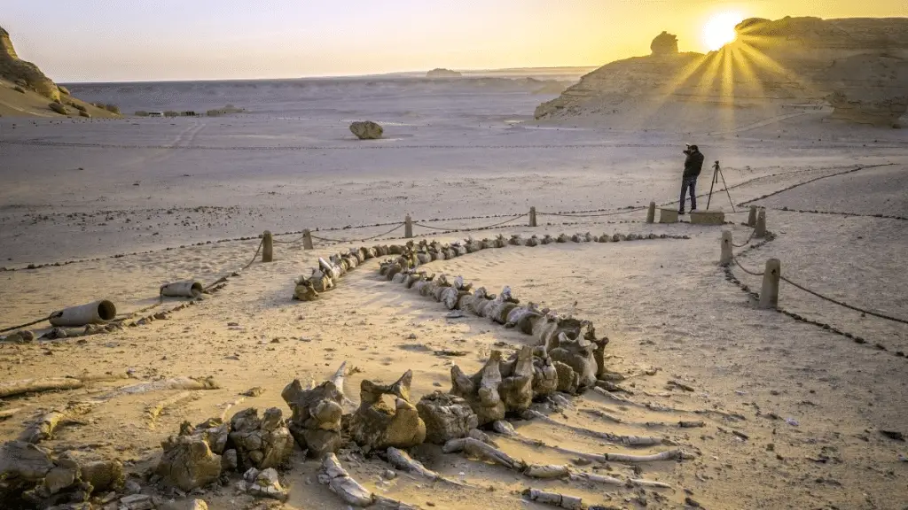 Valle delle balene: il mistero di 40 milioni di anni fa %valle delle balene: il mistero di 40 milioni di anni facount(title)% Valle delle balene: il mistero di 40 milioni di anni fa