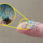 Microplastiche negli alimenti: 10 modi pratici per ridurre l’esposizione