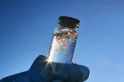 Microplastiche