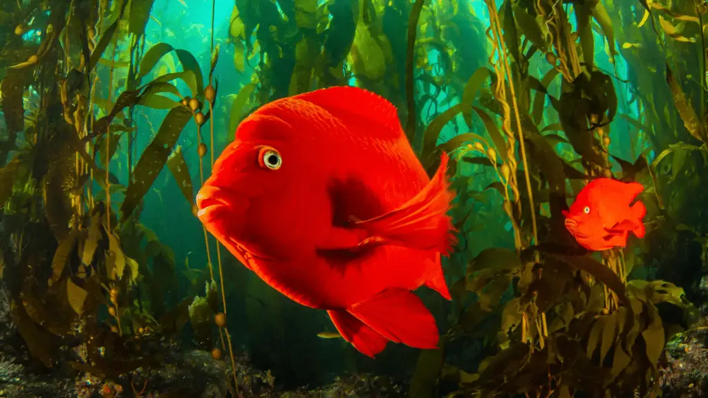Fluttuare nell'acqua? Non è affatto riposo: i pesci consumano il doppio dell’energia %fluttuare nell'acqua? Non è affatto riposo: i pesci consumano il doppio dell’energiacount(title)% Fluttuare nell'acqua? Non è affatto riposo: i pesci consumano il doppio dell’energia