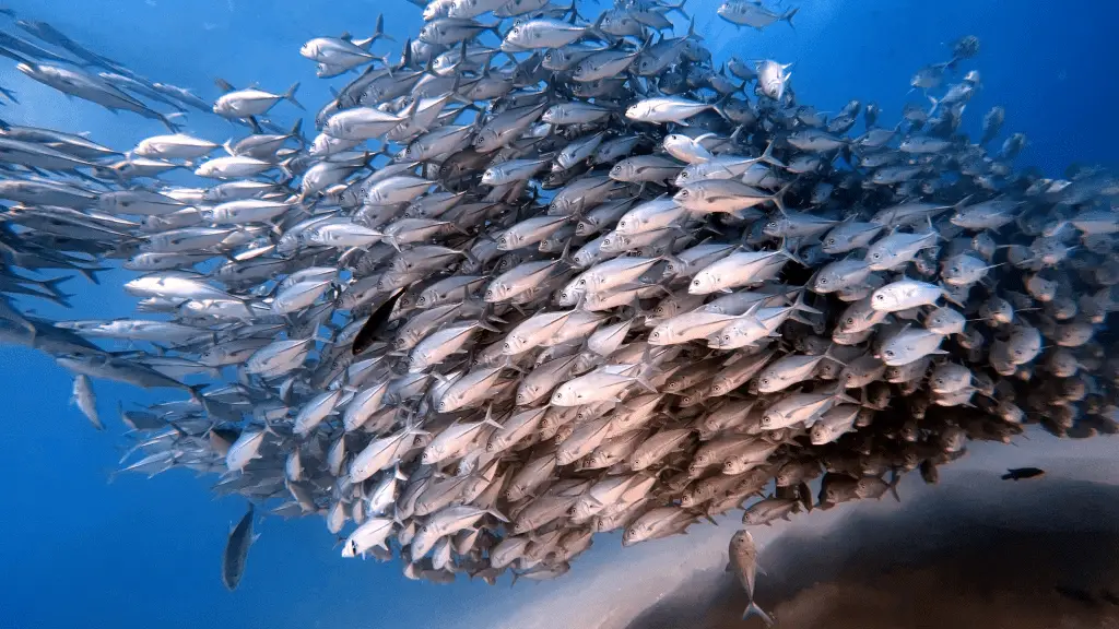Fluttuare nell'acqua? Non è affatto riposo: i pesci consumano il doppio dell’energia %fluttuare nell'acqua? Non è affatto riposo: i pesci consumano il doppio dell’energiacount(title)% Fluttuare nell'acqua? Non è affatto riposo: i pesci consumano il doppio dell’energia