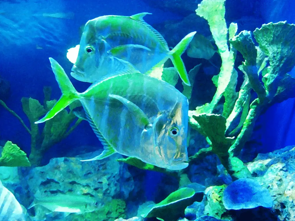 Fluttuare nell'acqua? Non è affatto riposo: i pesci consumano il doppio dell’energia %fluttuare nell'acqua? Non è affatto riposo: i pesci consumano il doppio dell’energiacount(title)% Fluttuare nell'acqua? Non è affatto riposo: i pesci consumano il doppio dell’energia