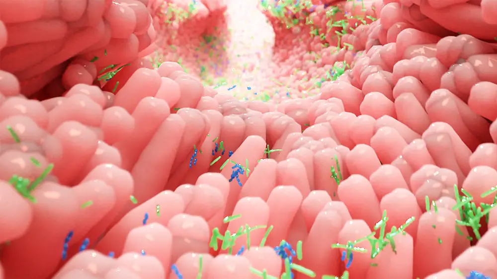 Disbiosi intestinale: guida ai sintomi più subdoli, alle strategie per la remissione, alle terapie più efficaci %disbiosi intestinale: guida ai sintomi più subdoli, alle strategie per la remissione, alle terapie più efficacicount(title)% Disbiosi intestinale: guida ai sintomi più subdoli, alle strategie per la remissione, alle terapie più efficaci
