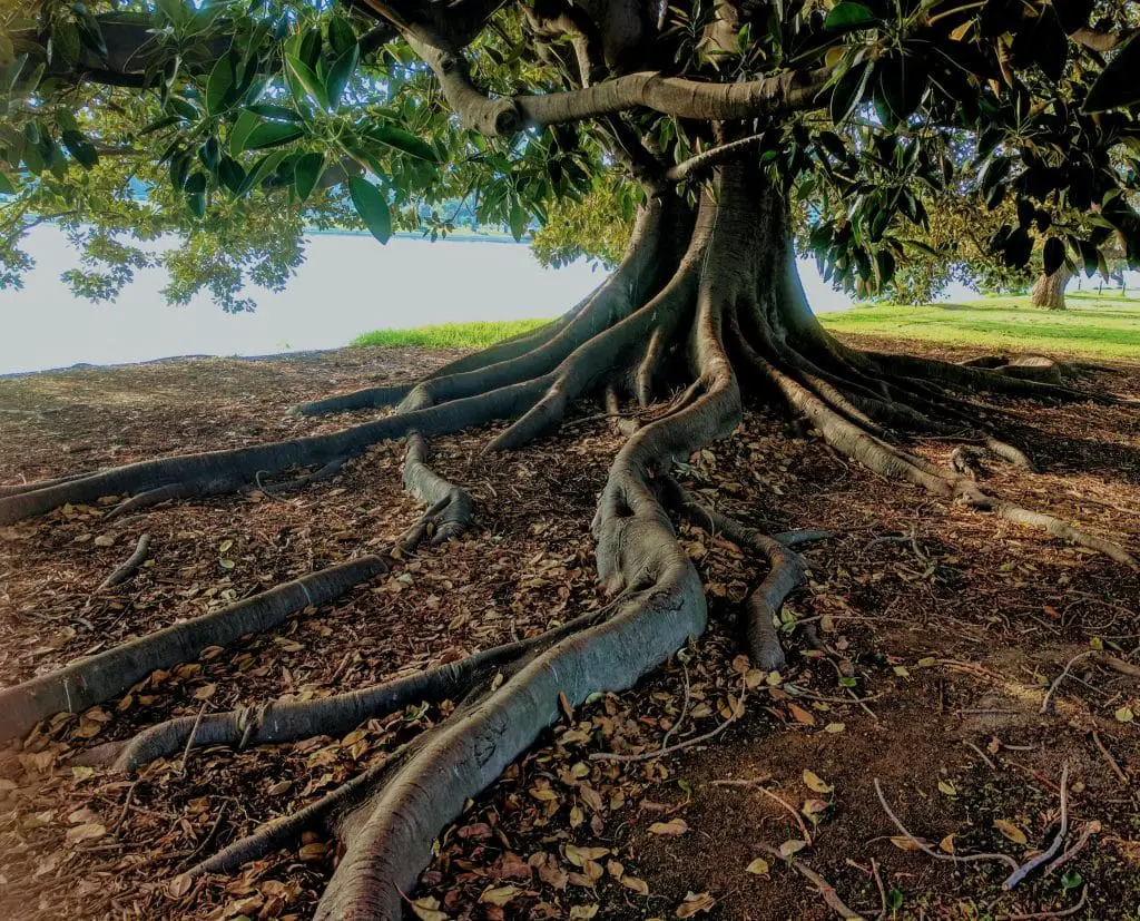 Alberi di fico che diventano pietra? Nuove scoperte sul sequestro di co₂ naturale %alberi di fico che diventano pietra? Nuove scoperte sul sequestro di co₂ naturalecount(title)% Alberi di fico che diventano pietra? Nuove scoperte sul sequestro di co₂ naturale