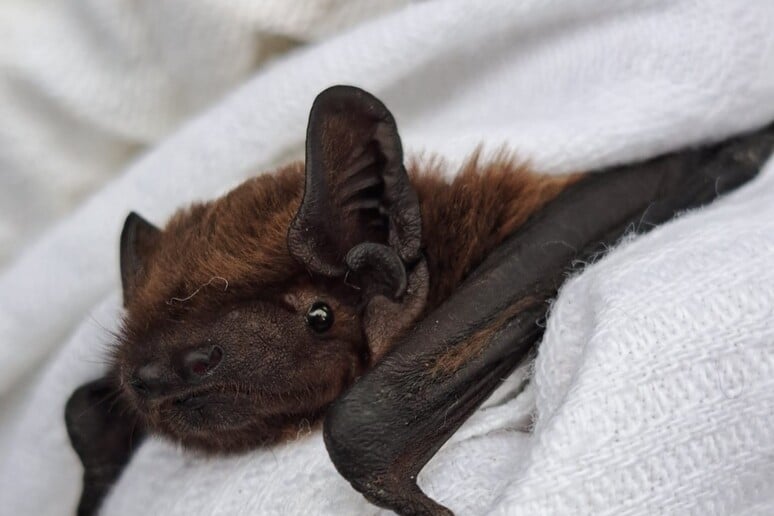 Ugo, il primo pipistrello italiano con gps: così seguiamo i suoi voli per proteggerlo meglio