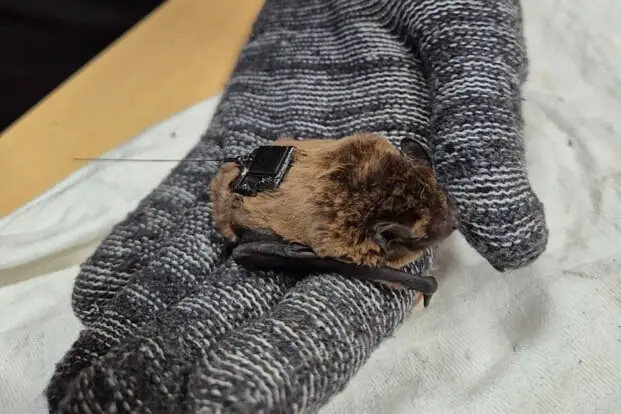 Ugo, il primo pipistrello italiano con gps: così seguiamo i suoi voli per proteggerlo meglio