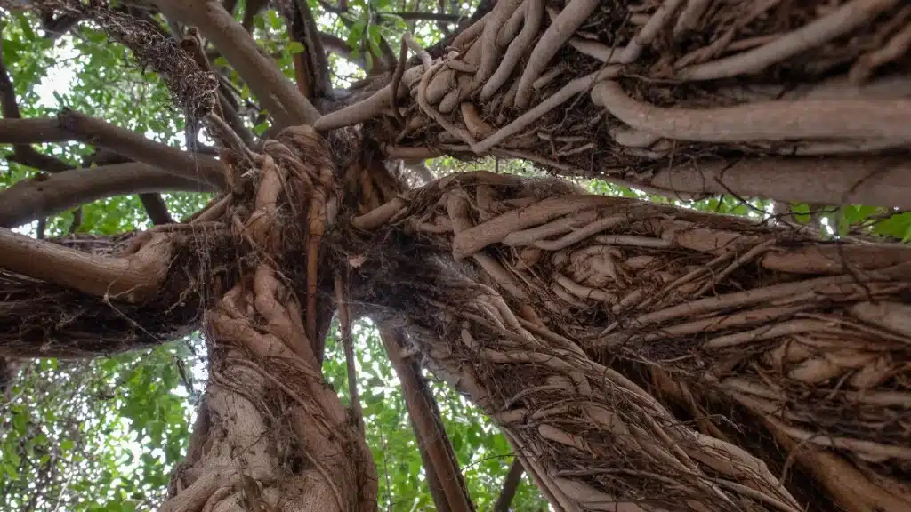 Alberi di fico che diventano pietra? Nuove scoperte sul sequestro di co₂ naturale %alberi di fico che diventano pietra? Nuove scoperte sul sequestro di co₂ naturalecount(title)% Alberi di fico che diventano pietra? Nuove scoperte sul sequestro di co₂ naturale