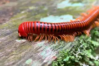 Millepiedi