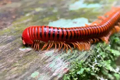 Millepiedi