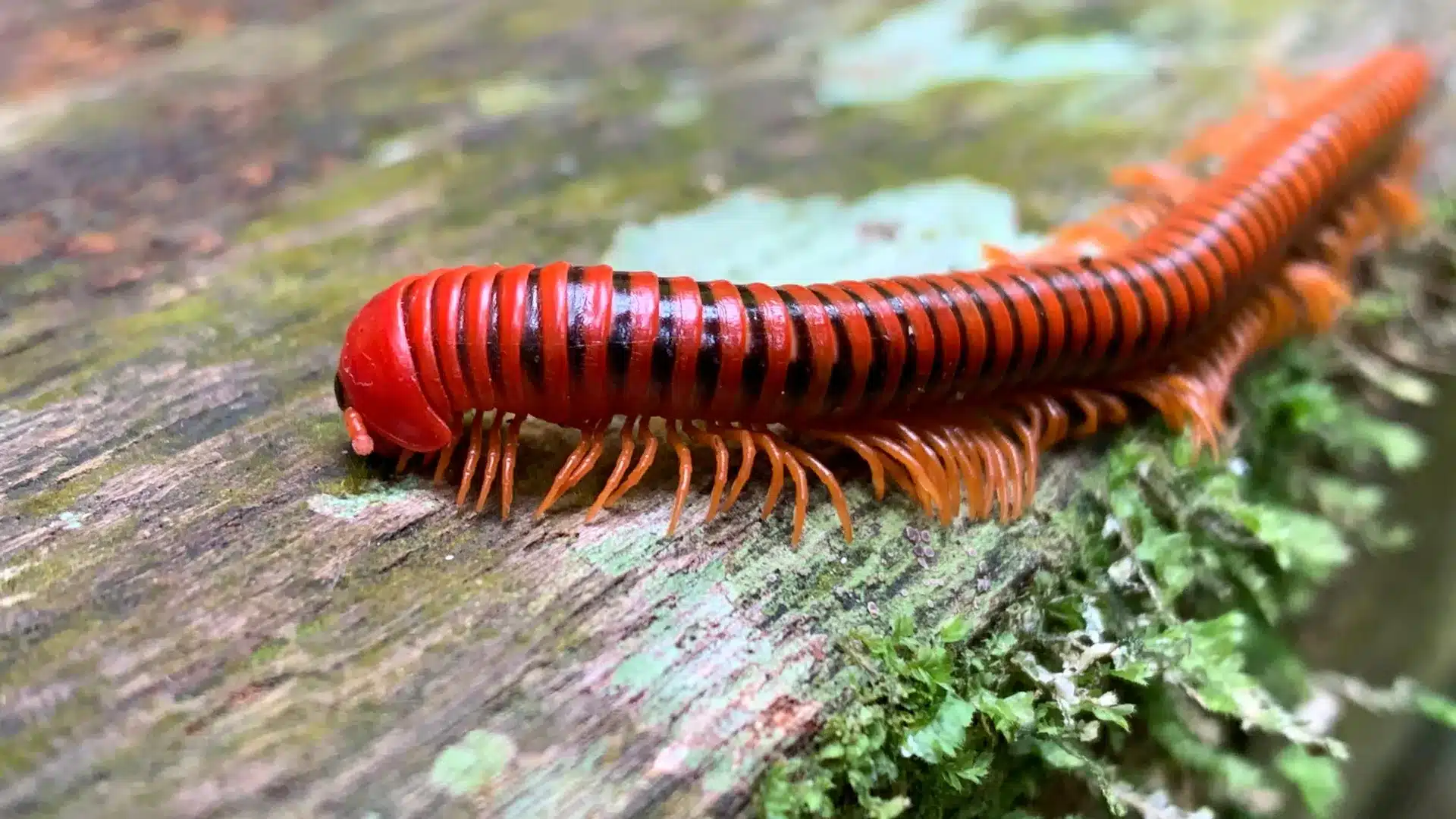 Millepiedi