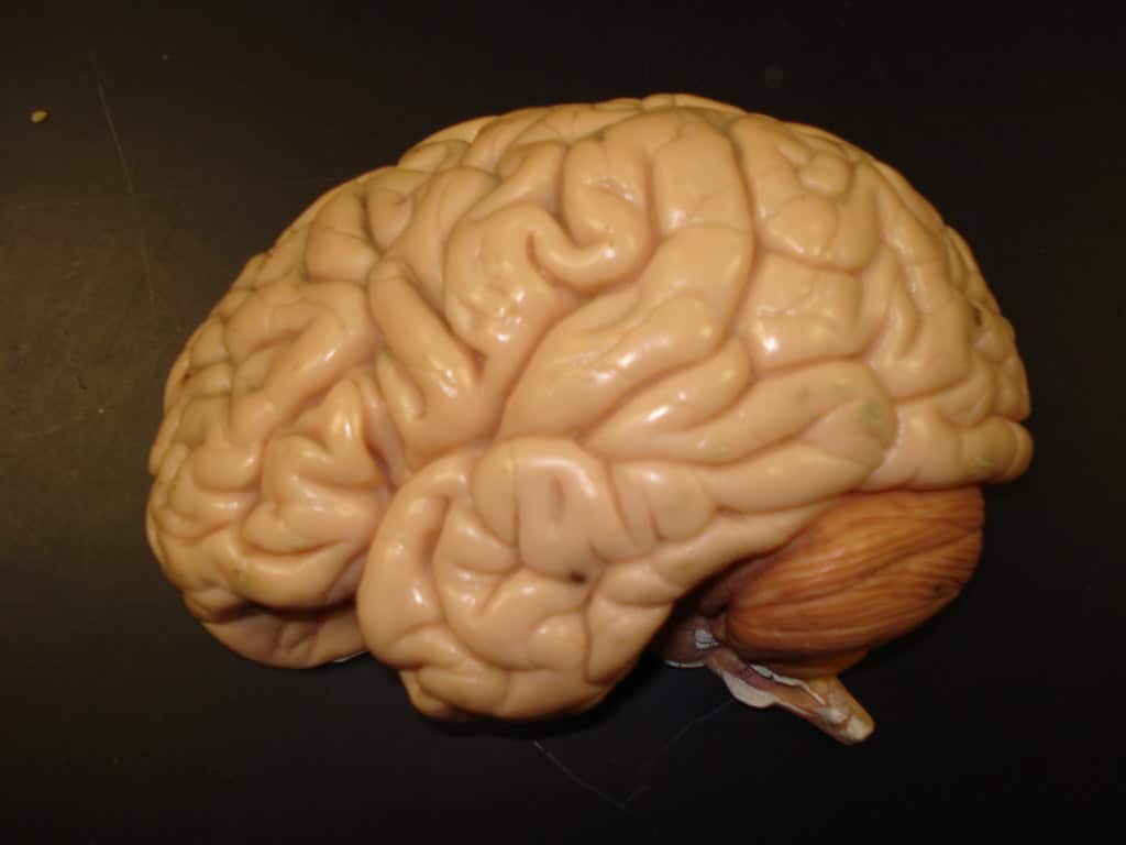 Dalla johns hopkins arriva il cervello in miniatura: un organoide multi-regionale per studiare l’autismo e altri disturbi neurologici