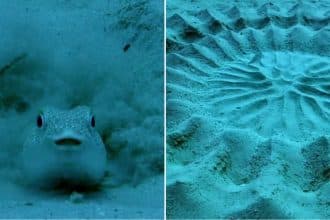 Pesce palla maculato: l'architetto degli abissi conquista la partner con l'arte -foto