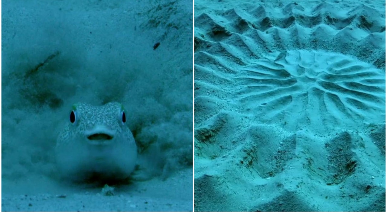 Pesce palla maculato: l'architetto degli abissi conquista la partner con l'arte -foto