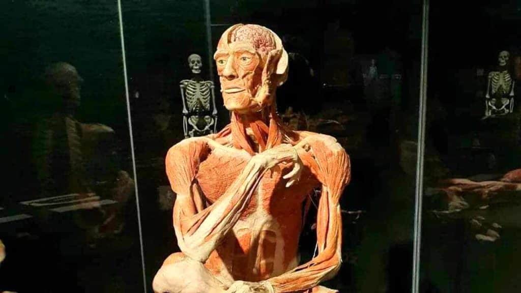 Una madre riconosce il cadavere del figlio scomparso in una mostra di anatomia: lo scandalo dei corpi rubati -foto %una madre riconosce il cadavere del figlio scomparso in una mostra di anatomia: lo scandalo dei corpi rubati -fotocount(title)% Una madre riconosce il cadavere del figlio scomparso in una mostra di anatomia: lo scandalo dei corpi rubati -foto