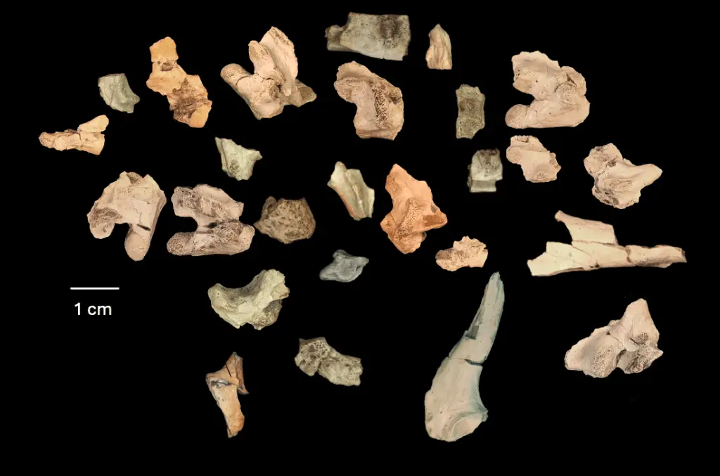 Bolg amondol: scoperta una nuova lucertola corazzata dell’era dei dinosauri nello utah %bolg amondol: scoperta una nuova lucertola corazzata dell’era dei dinosauri nello utahcount(title)% Bolg amondol: scoperta una nuova lucertola corazzata dell’era dei dinosauri nello utah