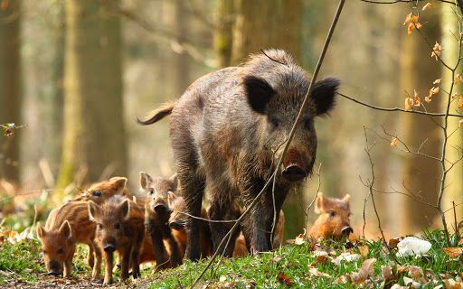 Cinghiali “a carne blu” in california: il segnale inquietante del veleno nei nostri ecosistemi %cinghiali “a carne blu” in california: il segnale inquietante del veleno nei nostri ecosistemicount(title)% Cinghiali