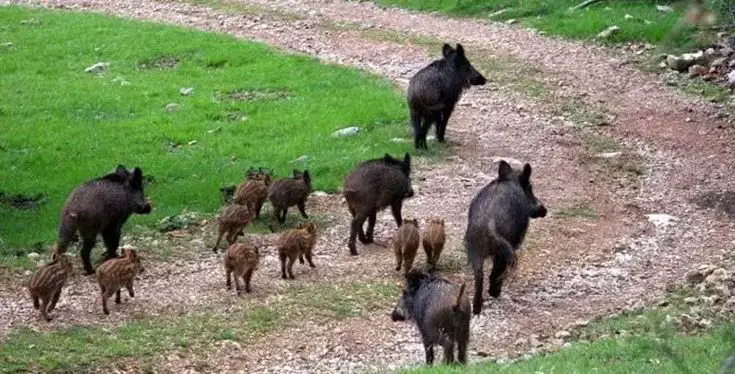 Cinghiali “a carne blu” in california: il segnale inquietante del veleno nei nostri ecosistemi %cinghiali “a carne blu” in california: il segnale inquietante del veleno nei nostri ecosistemicount(title)% Cinghiali