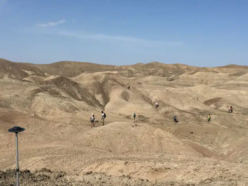 Fossili